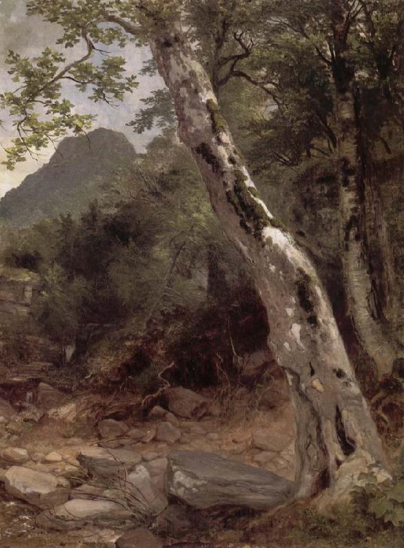 Asher Brown Durand A Sycamore Tree,Plaaterkill Clove Spain oil painting art